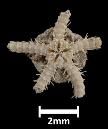 Media type: image;   Invertebrate Zoology OPH-941 Aspect: ventral